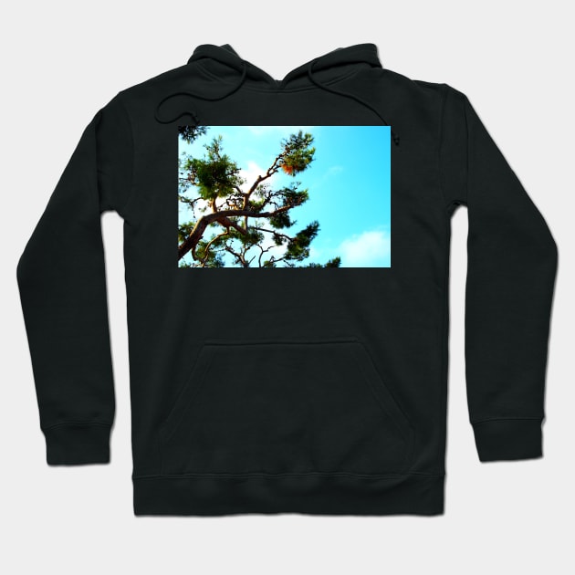 Curved sea pine branch with cones and the azure sky in the background Hoodie by KristinaDrozd